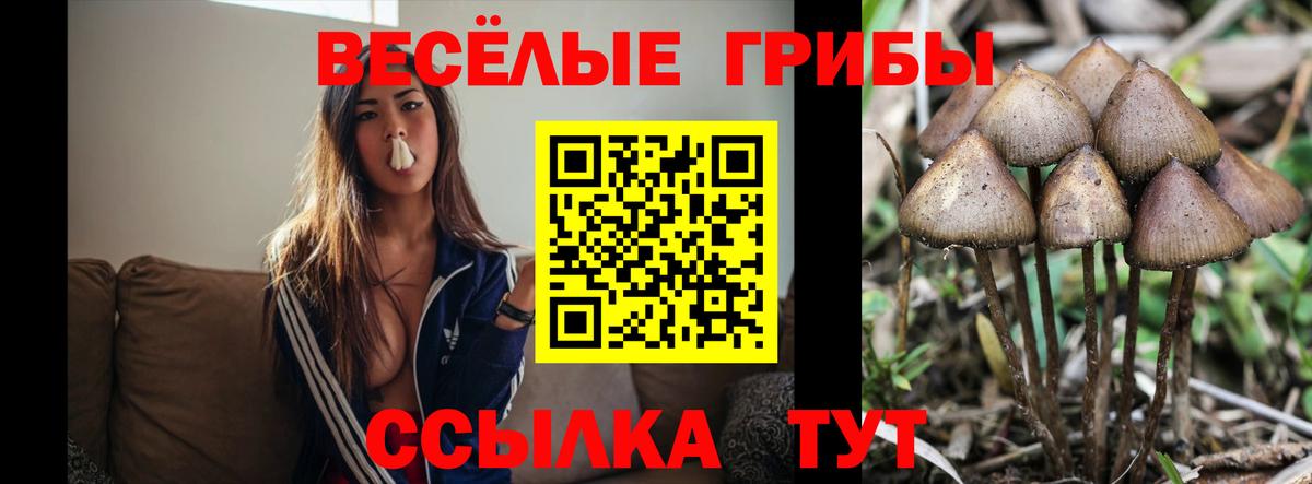 Псилоцибиновые грибы Psilocybine cubensis Балашиха